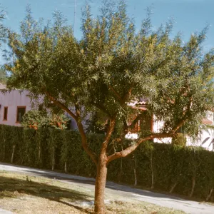 A tree with smooth, warm brown bark and long, narrow leaves grows in a residential yard beside a driveway and a line of square hedges. 