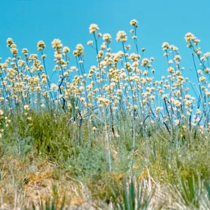 Round clusters of white flowers grow on the end of tall stalks above spiky grasses. 