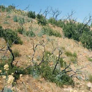 Bare, twisting, trees stand among low, deep green bushes and round clusters of white flowers at the end of tall stalks on a dry, grassy hillside.