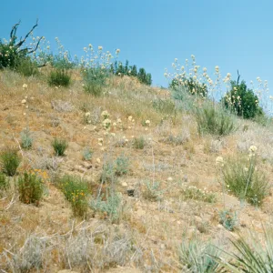 Round clusters of white flowers grow on the end of tall stalks among small, dark green bushes on a dry, grassy hillside. 