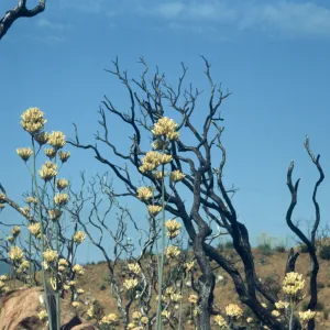 Bare, burned trees stand next to round clusters of white flowers growing on the end of tall stalks.