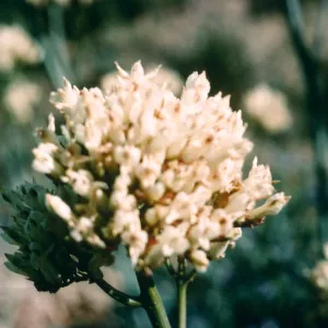 A round clusters of tiny white flowers.