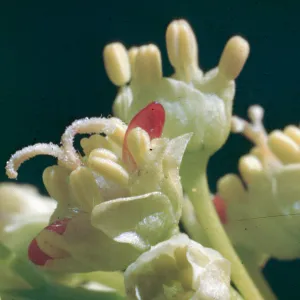 Acer macrophyllum