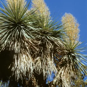 Beaucarnia stricta