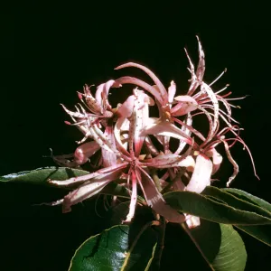 Calodendrum capense