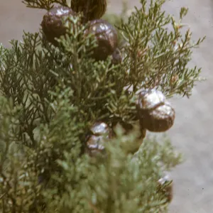 Cupressus sempervirens