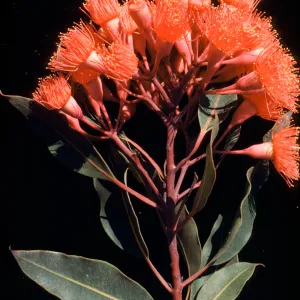 Eucalyptus ficifolia