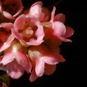 Rhus integrifolia