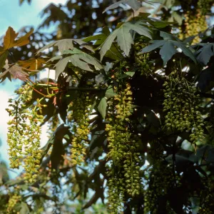Acer macrophyllum