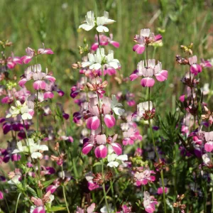 Collinsia heterophylla