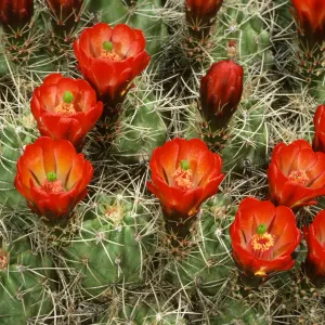 Echinocereus trigcochidiatus