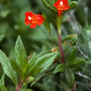 Mimulus flemingii