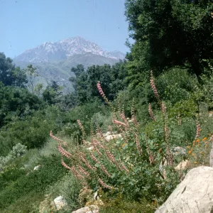 Campbell Trail