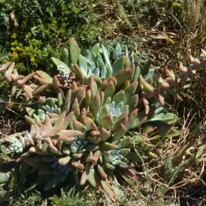 Dudleya caespitosa