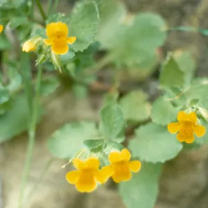Mimulus guttatus