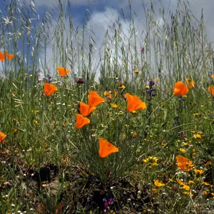 Eschscholzia californica