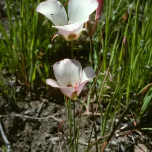 Calochortus catalinae