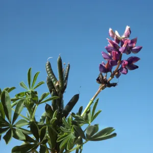 Lupine roadside