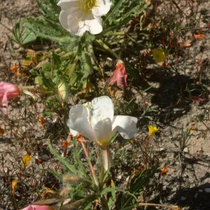 Evening Primrose