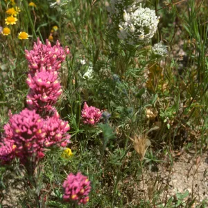Owl's Clover