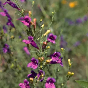 Penstemon heterophyllus