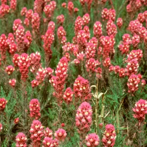 Owl's Clover