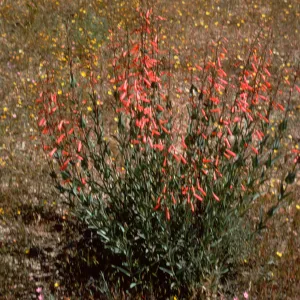 Scarlet Bugler, Penstemon centranthifolius
