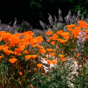 California poppies and Lupine