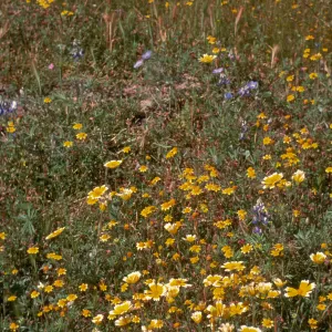 Avenales Wildlife Area