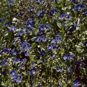 Phacelia, Drum Canyon