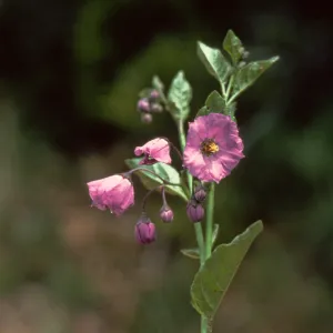 Nightshade, Refugio Pass