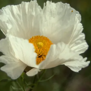 Romneya coulteri