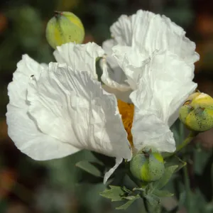Romneya coulteri