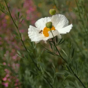 Romneya trichocalyx