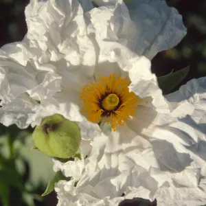 Romneya coulteri