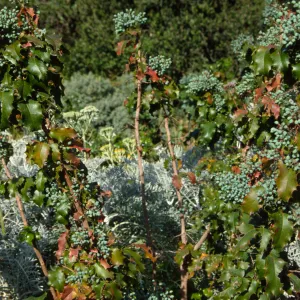 Berberis