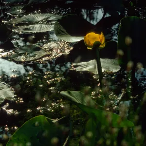 Nuphar