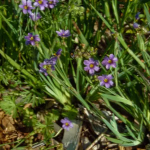 Sisyrinchium bellum