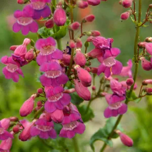 Penstemon ?