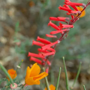 Epilobium canum