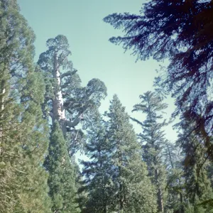 Grizzly Giant Sequoia, Mariposa Grove