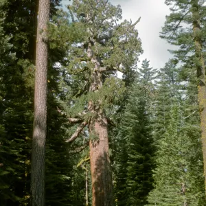 Grizzly Giant Sequoia, Mariposa Grove