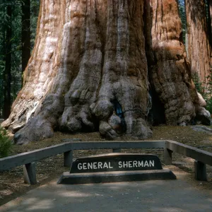 General Sherman Sequoia, Sequoiadendron gigantea