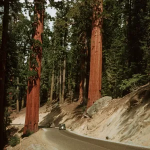 General's Highway, below Sherman Tree, Sequoia NP