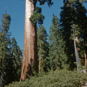 General Grant Sequoia