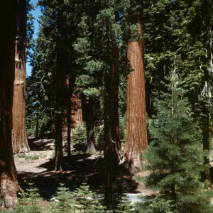Grizzly Giant Sequoia, Mariposa Grove