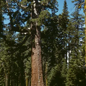 Grizzly Giant Sequoia, Mariposa Grove, Sequoiadendron gigantea