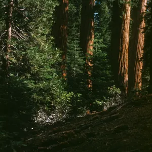 General Grant Sequoia Grove