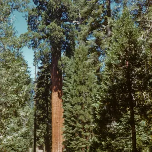 California Sequoia in Grant Grove