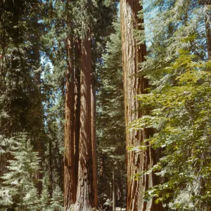 Sequoia sempervirens (Coast Redwood)